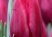 Tulipa First Life ® (4)